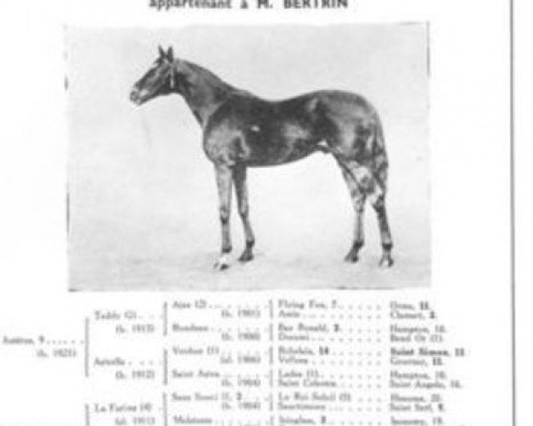 stallion Astrophel xx (Thoroughbred, 1931, from Asterus xx)