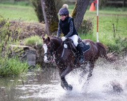 Springpferd Thistledown Larousse (Welsh Pony (Sek.B), 2012, von Thistledown Calon Lan)