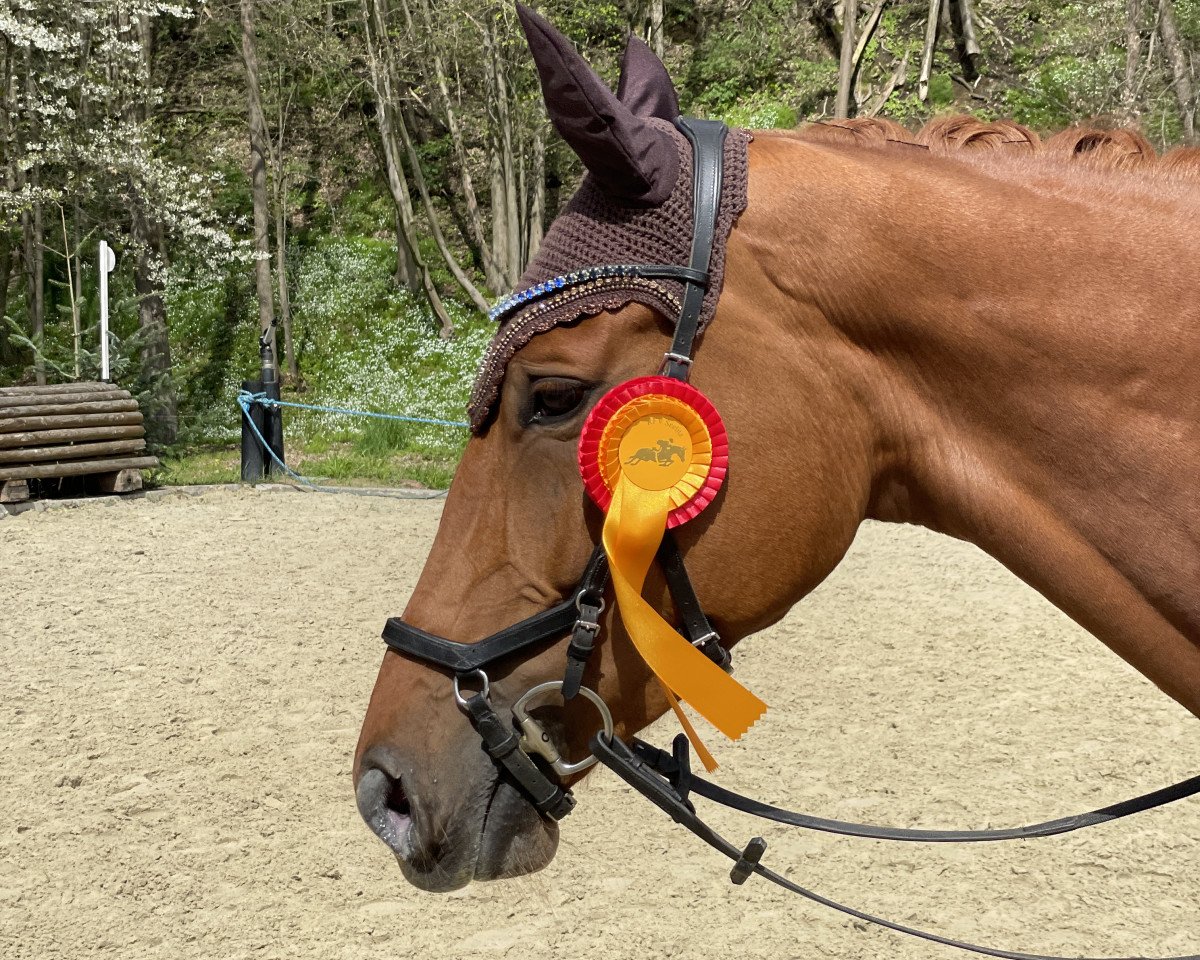broodmare Dakota (German Sport Horse, 2018, from Don Royal)