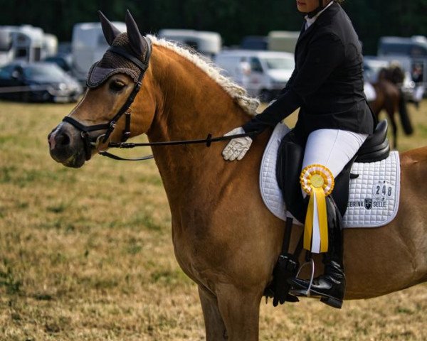 dressage horse Wincent 43 (Haflinger, 2014, from Winzertraum)