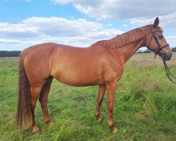 jumper Lavanda FS (German Sport Horse, 2012, from Van Helsing)