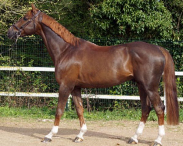 stallion Todt Un Prince (Selle Français, 2007, from Baloubet du Rouet)
