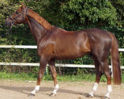 stallion Todt Un Prince (Selle Français, 2007, from Baloubet du Rouet)