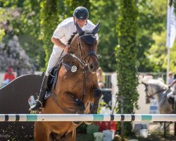 jumper Scandu (Hanoverian, 2005, from Stolzenberg)