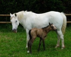 broodmare Lilly Belle (UK Pony, 2009, from Fabian)