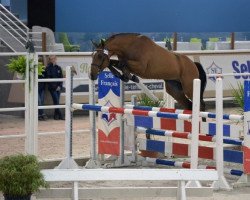 stallion Checkdam du Givre (Selle Français, 2012, from Quidam de Revel)