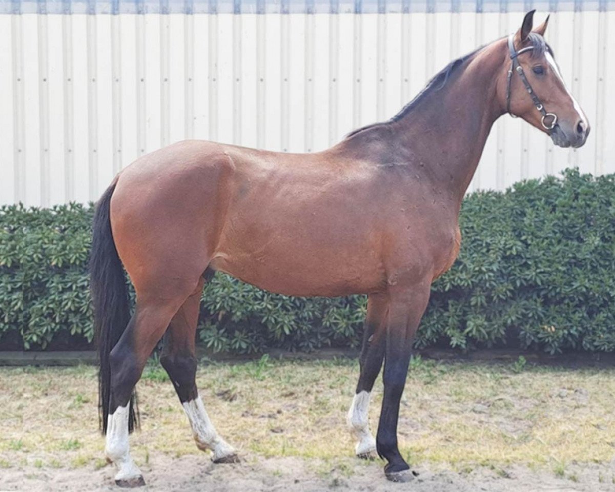 jumper Cisallos FS (German Sport Horse, 2017, from Ciacomo)