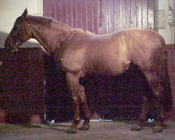 stallion Ariel du Bois (Selle Français, 1988, from Uriel)