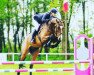 jumper Balousin VS (Oldenburg show jumper, 2010, from Baltimore 62)