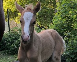 dressage horse Concorde von der Dänenwiek (German Riding Pony, 2023, from Golden Daim F)