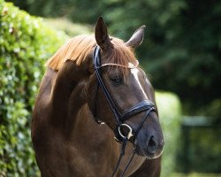 dressage horse Geyer's Fabiano (Austrian Warmblood, 2019, from Foundation 2)