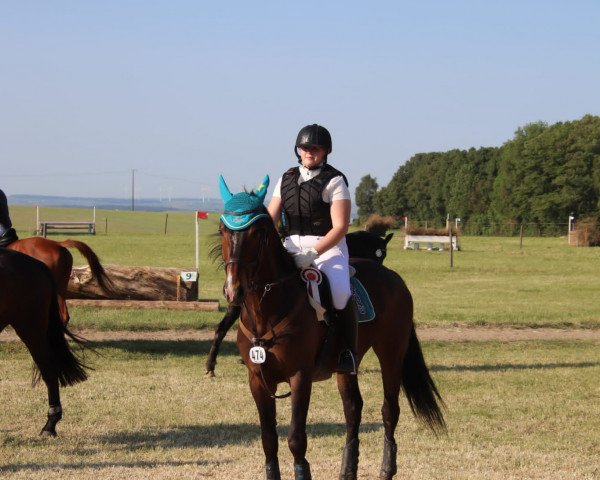 dressage horse Sundance 96 (Hanoverian, 2015, from Sezuan)