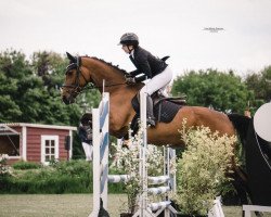 jumper Woomera 9 (Czech Warmblood, 2015, from Lantino 25)