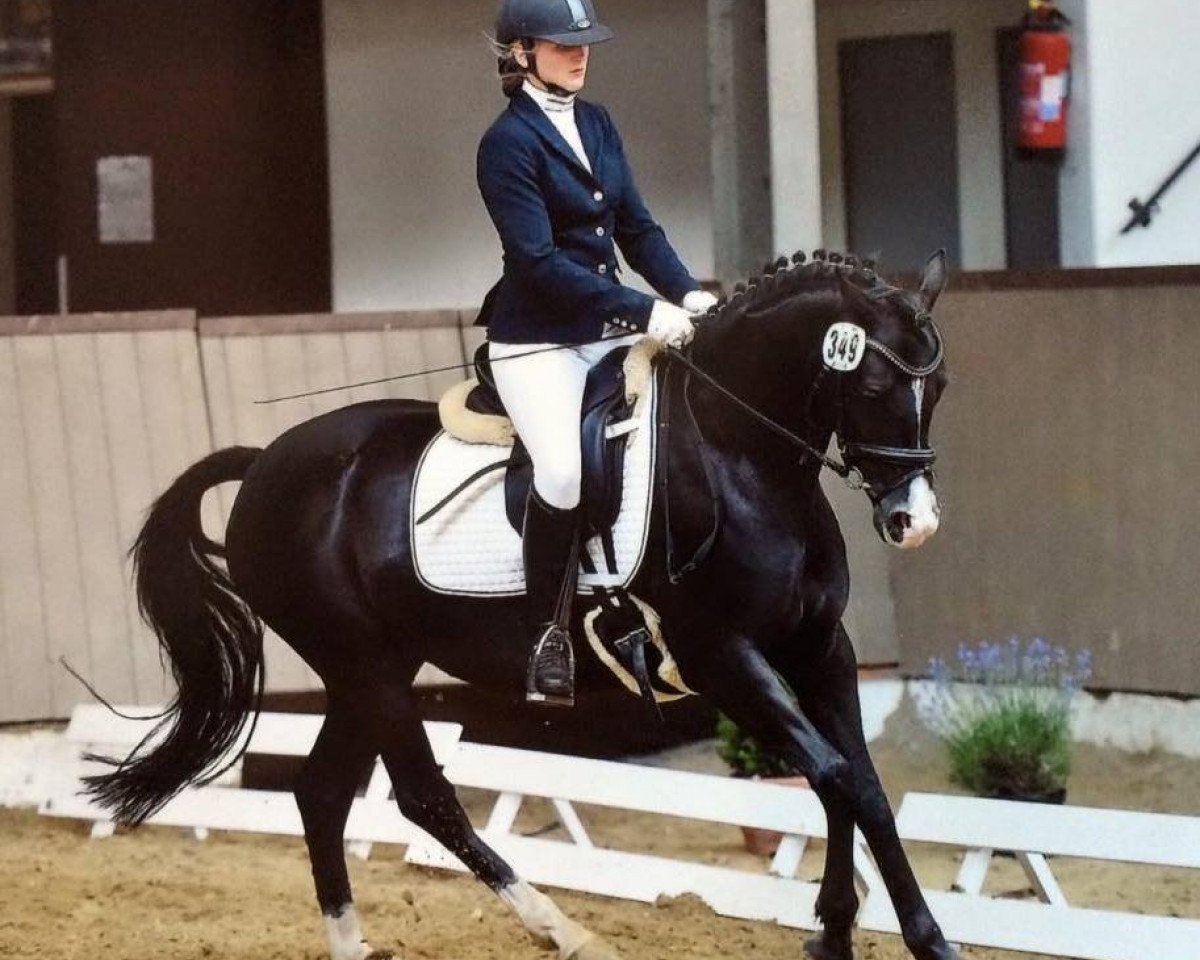dressage horse Crystal Dance (German Riding Pony, 2010, from No Limit)