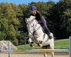 Springpferd Amy (Polnisches Warmblut, 2008, von Palegro)