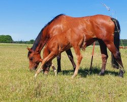 broodmare Sissy Len (German Sport Horse, 2011, from Stalypso)