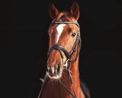 dressage horse FanFan PF (Holsteiner, 2020, from Foundation 2)