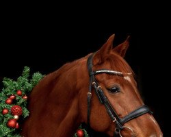 broodmare Cantara Gms (Württemberger, 2009, from Clarimo Ask)