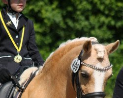 dressage horse Beschenhof Bumble Bee (Welsh-Pony (Section B), 2012, from Wibi van Solwerd)