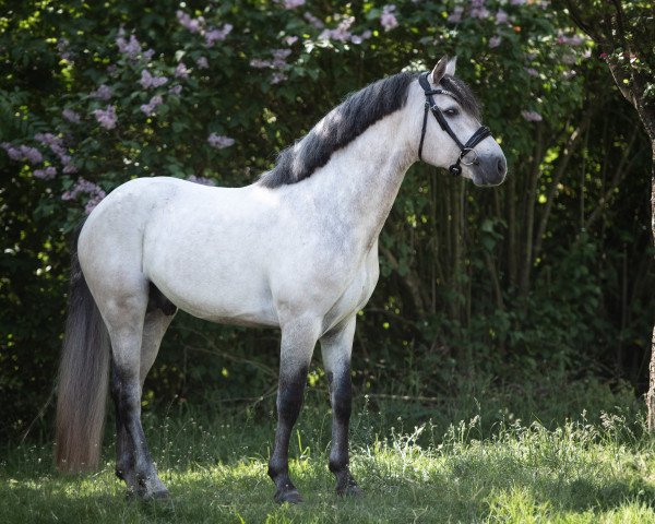 stallion Sternbergs Cappuccino (Connemara Pony, 2019, from Caherlistrane Con)