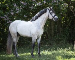 Dressurpferd Sternbergs Cappuccino (Connemara-Pony, 2019, von Caherlistrane Con)