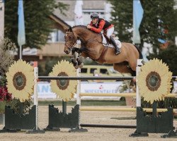 jumper Verona V Z (Zangersheide riding horse, 2011, from Verdi)