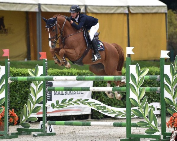 jumper Jackson (Belgian Warmblood, 2009, from Esprilio)