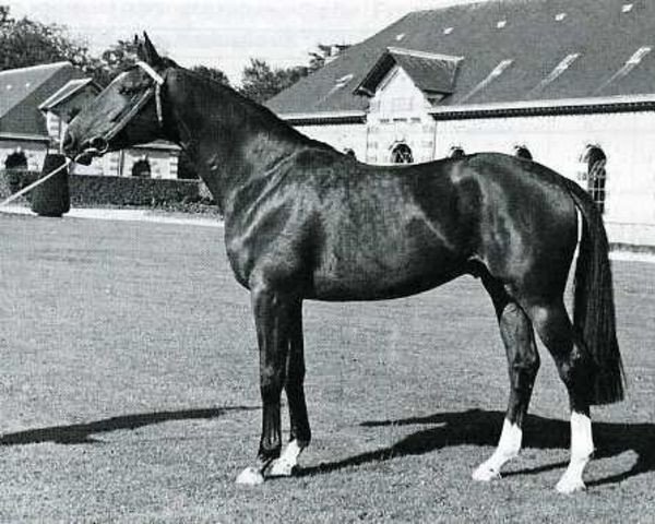 stallion Ightshade (Selle Français, 1974, from Nightshade xx)