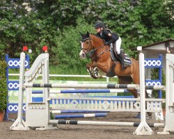 jumper D' Agostinos Kid (German Riding Pony, 2006, from D'Agostino)