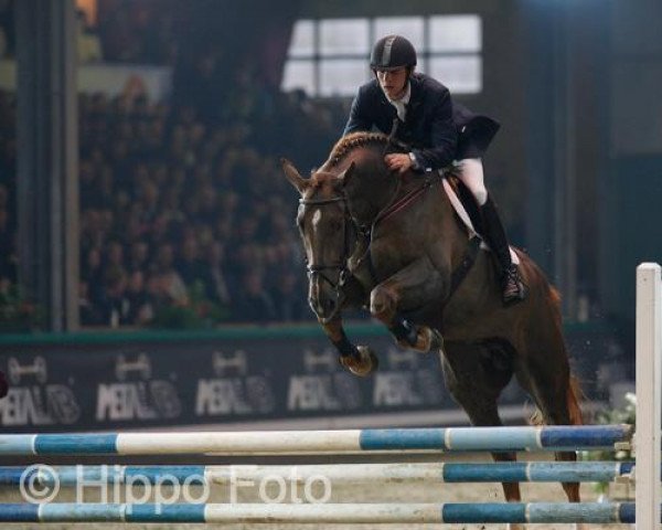 stallion Esprilio (Belgian Warmblood, 2004, from Diamant de Semilly)