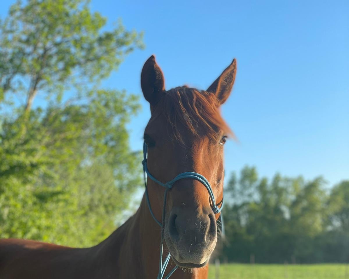 dressage horse Prunnehof's Playmate (Haflinger Mix, 2012)