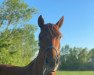 Dressurpferd Prunnehof's Playmate (Haflinger-Mix, 2012)