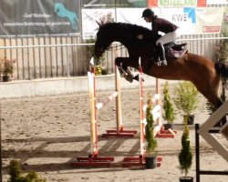 jumper Carlos D 4 (German Sport Horse, 2014, from Colander)