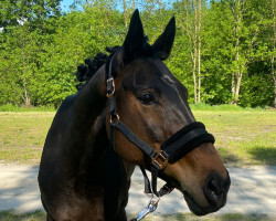 dressage horse Barclay´s Ballerina (Hanoverian,  , from Barclay 20)