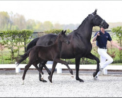 broodmare Donna Bella (Oldenburg, 2007, from Farewell III)