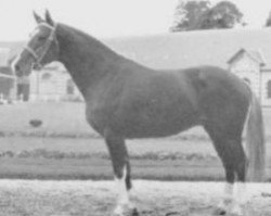 stallion Ebrahim Grimeux (Selle Français, 1970, from Ibrahim)