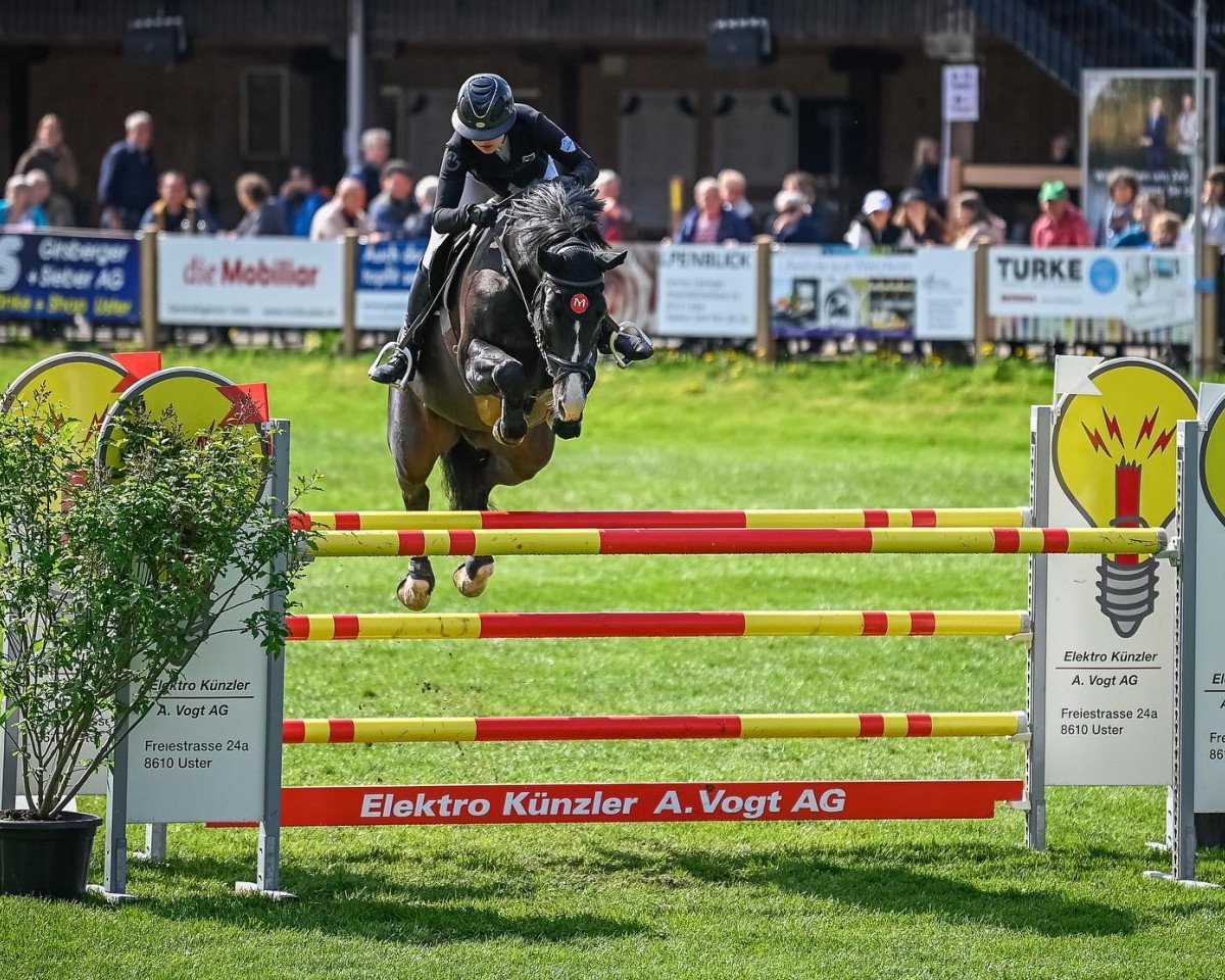 Springpferd NAPOLEON C (Belgisches Warmblut, 2013, von Vigo d'Arsouilles)
