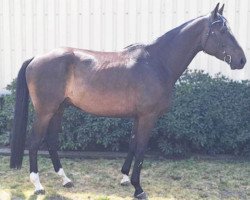 jumper Carlingo FS (German Sport Horse, 2017, from Carleyle)