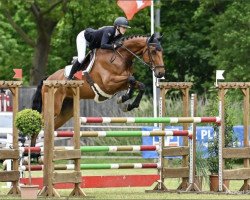 jumper Chacco's Challenger (Hanoverian, 2013, from Chacco Gold)