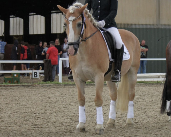 dressage horse Moritz 2963 (Haflinger, 2005)