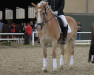 Dressurpferd Moritz 2963 (Haflinger, 2005)