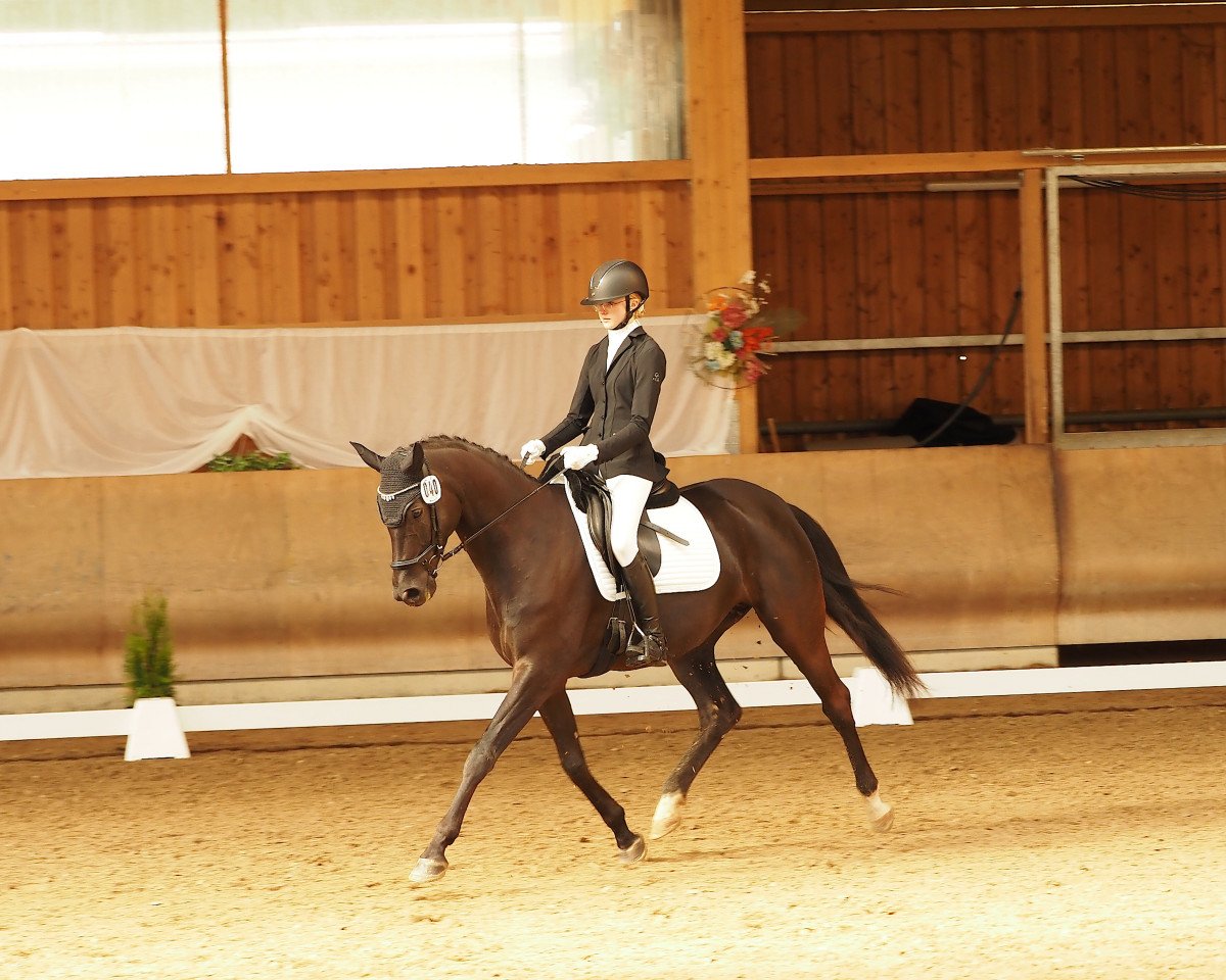 dressage horse Danny de Luxe M (German Sport Horse, 2018, from Daybreak M)