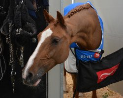 Springpferd Castiel (Holsteiner, 2014, von Casalito)