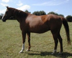 broodmare Réelle Star (Selle Français, 1983, from Starter)