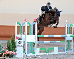 jumper Delicia D'Amour (Swiss Warmblood, 2016, from Diarado)