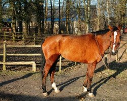 Pferd Jolie Star du Theil (Selle Français, 1997, von Papillon Rouge)