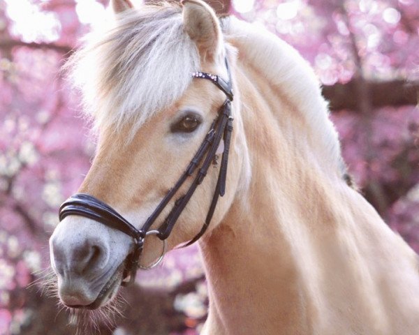 dressage horse Paloma (Fjord Horse, 2010, from Kilian)