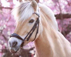 dressage horse Paloma (Fjord Horse, 2010, from Kilian)