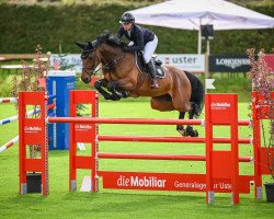 jumper Nancledra van het Gevahof (Belgian Warmblood, 2013, from Thunder van de Zuuthoeve)