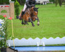 jumper Catrina J (Swedish Warmblood, 2011, from Contant Q 1203)